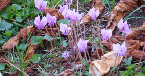 Le 4 octobre : célébrons le culte à Pessac